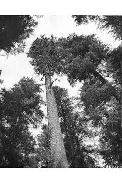 Image of noble fir