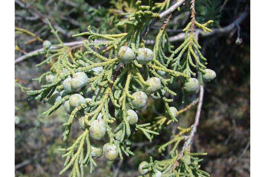 Juniperus occidentalis Hook. resmi