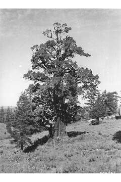 Juniperus occidentalis Hook. resmi