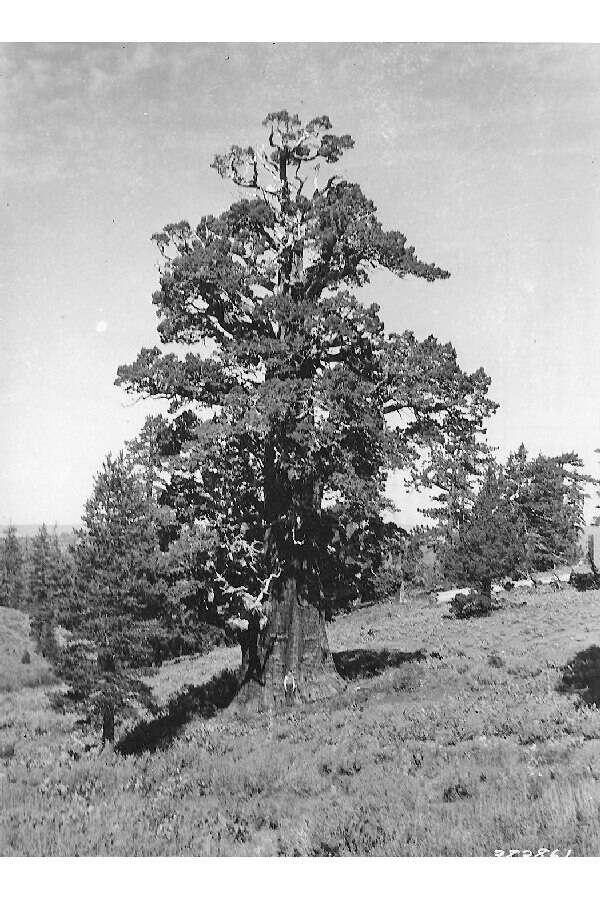 Imagem de Juniperus occidentalis Hook.