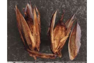 Image of straightleaf rush