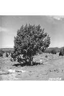 Sivun Juniperus osteosperma (Torr.) Little kuva