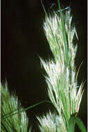 Image of bushy bluestem