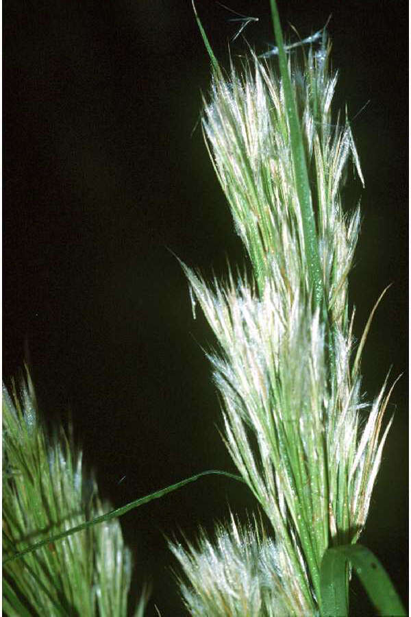 Image of bushy bluestem