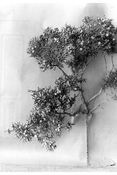 Image of Bigberry Juniper