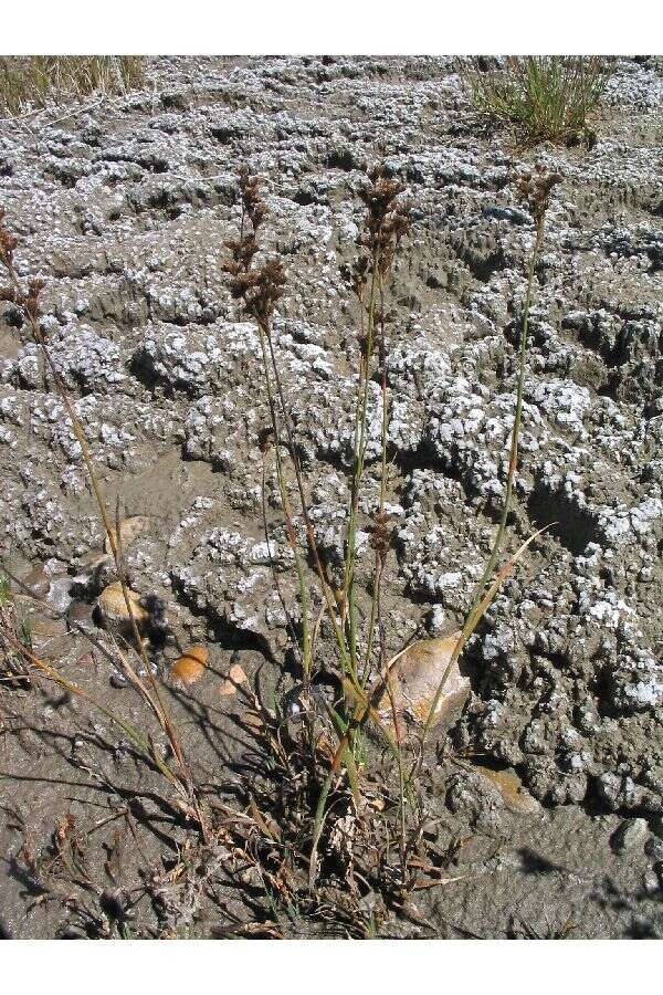 Image of Rocky Mountain rush