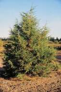 Image of Rocky Mountain juniper