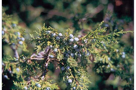 Image of Rocky Mountain juniper