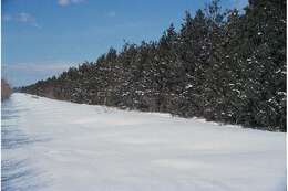 Image of Rocky Mountain juniper