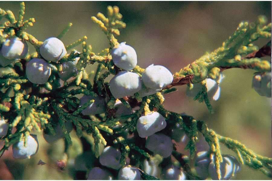 Image of Rocky Mountain juniper