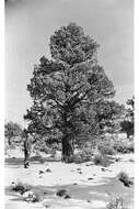 Image of Rocky Mountain juniper