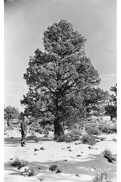 Image of Rocky Mountain juniper