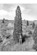 Image of Rocky Mountain juniper