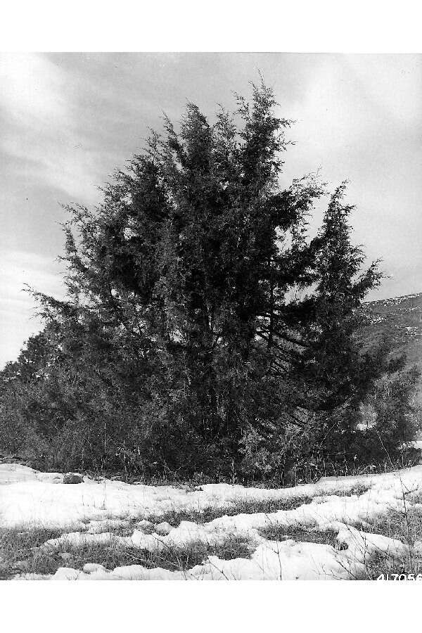 Image of Rocky Mountain juniper