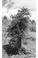 Image of Rocky Mountain juniper