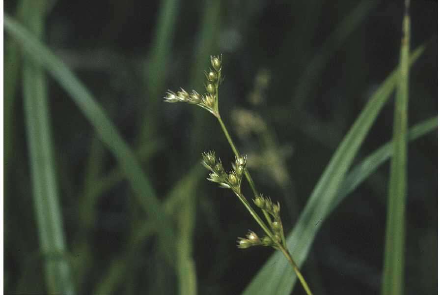 Image de Juncus secundus Beauv. ex Poir.