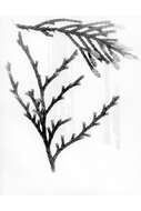 Sivun Juniperus virginiana var. silicicola (Small) E. Murray kuva