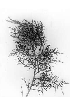 Слика од Juniperus virginiana var. silicicola (Small) E. Murray