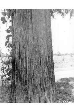 Слика од Juniperus virginiana var. silicicola (Small) E. Murray