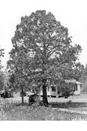 Sivun Juniperus virginiana var. silicicola (Small) E. Murray kuva