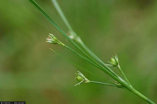 Image of Slender rush