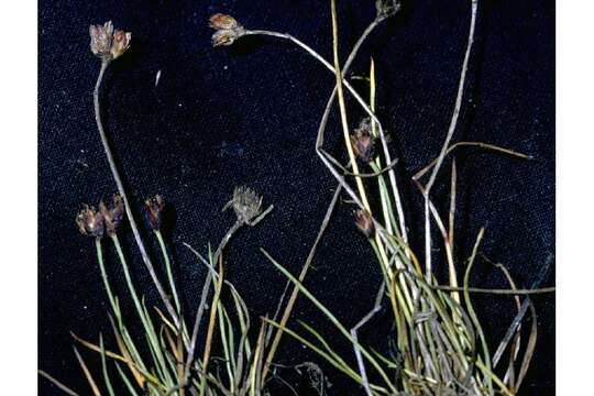 Juncus triglumis L. resmi