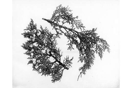 Image of Bigberry Juniper