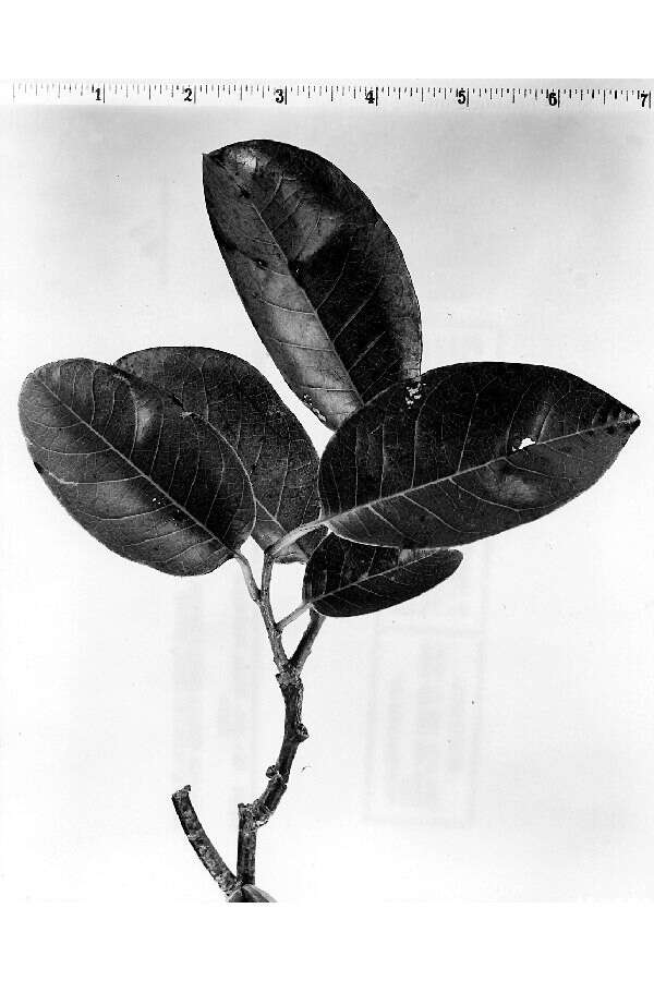 Image of pond apple