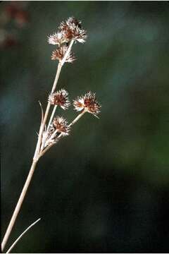 Image of Round-Head Rush