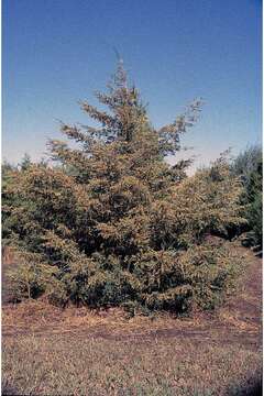 Image of Eastern Juniper