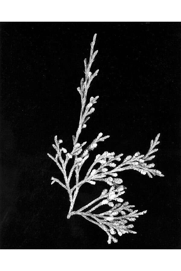 Imagem de Juniperus virginiana L.