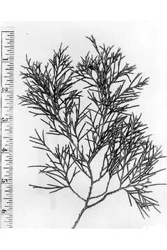 Image of Eastern Juniper