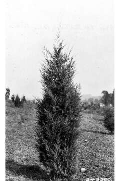 Image of Eastern Juniper