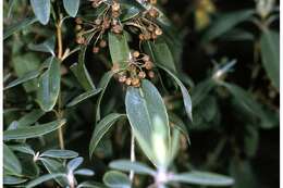 Image of sheep laurel