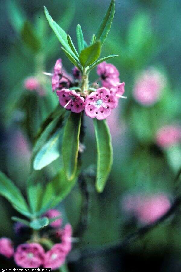 Image of sheep laurel