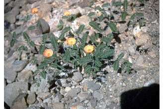 Image of Arizona poppy
