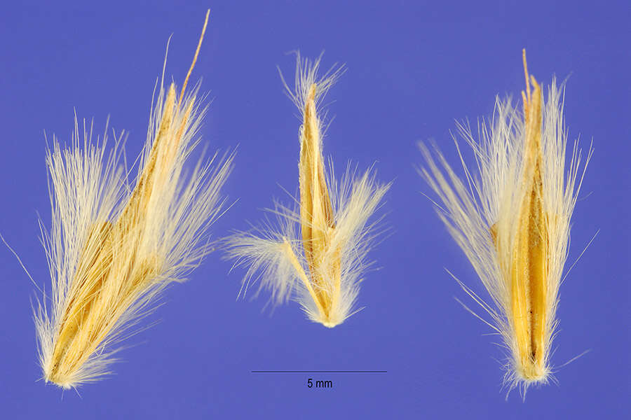 Image of sand bluestem