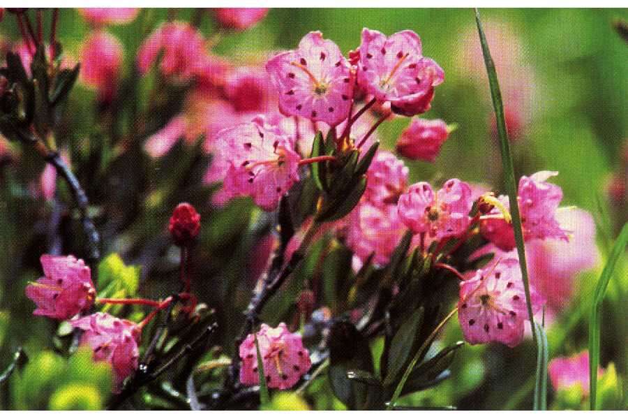 Image of alpine laurel