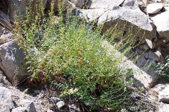 Image of bush beardtongue