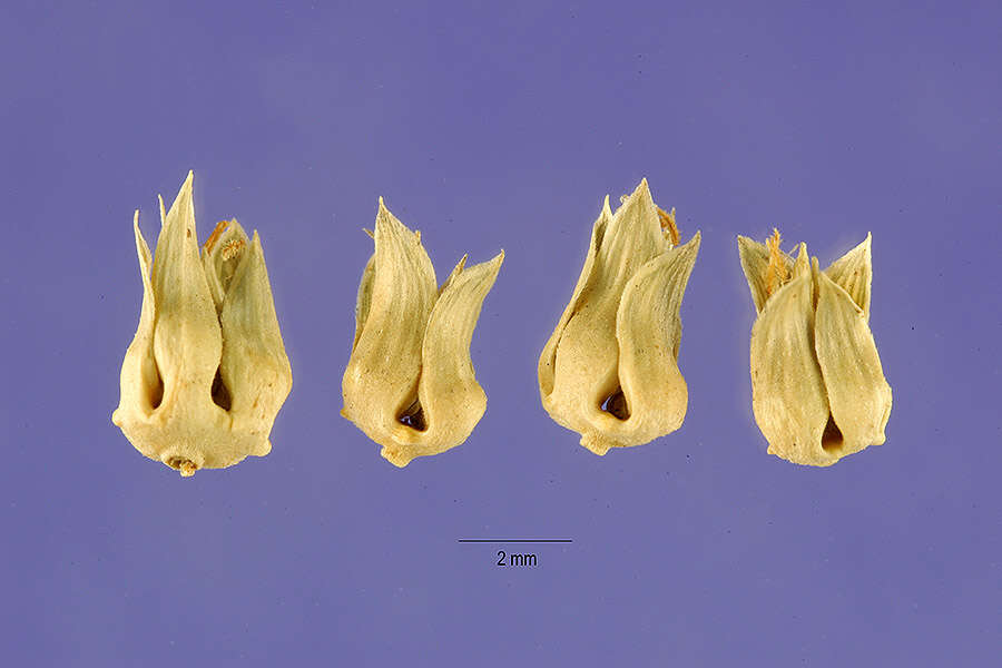 Imagem de Anthephora hermaphrodita (L.) Kuntze