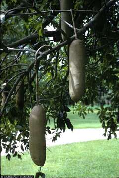 Image of sausage tree