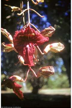 Image of sausage tree