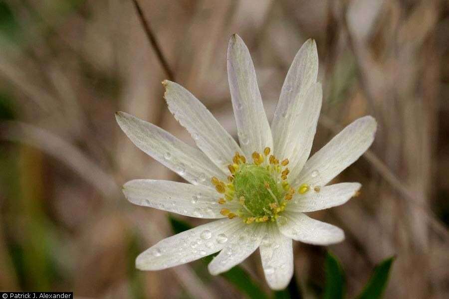 Image of tenpetal thimbleweed