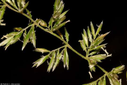 Image of June grass