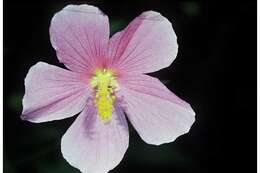 Image of Virginia saltmarsh mallow