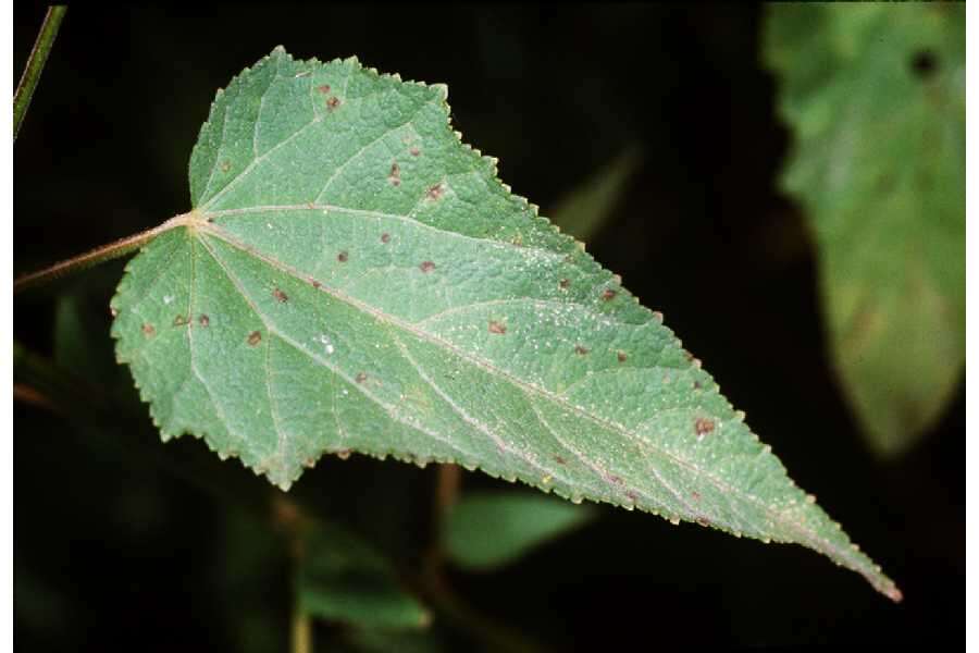 Image of Virginia saltmarsh mallow