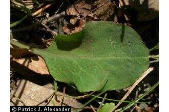 Image of twoflower dwarfdandelion