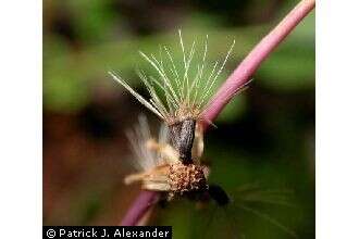 Image of twoflower dwarfdandelion