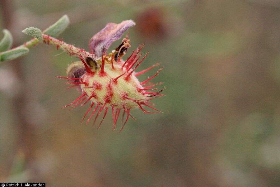 Image de Krameria erecta Willd. ex Schult.