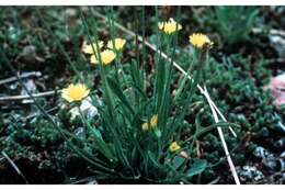 Image of Dwarf dandelion